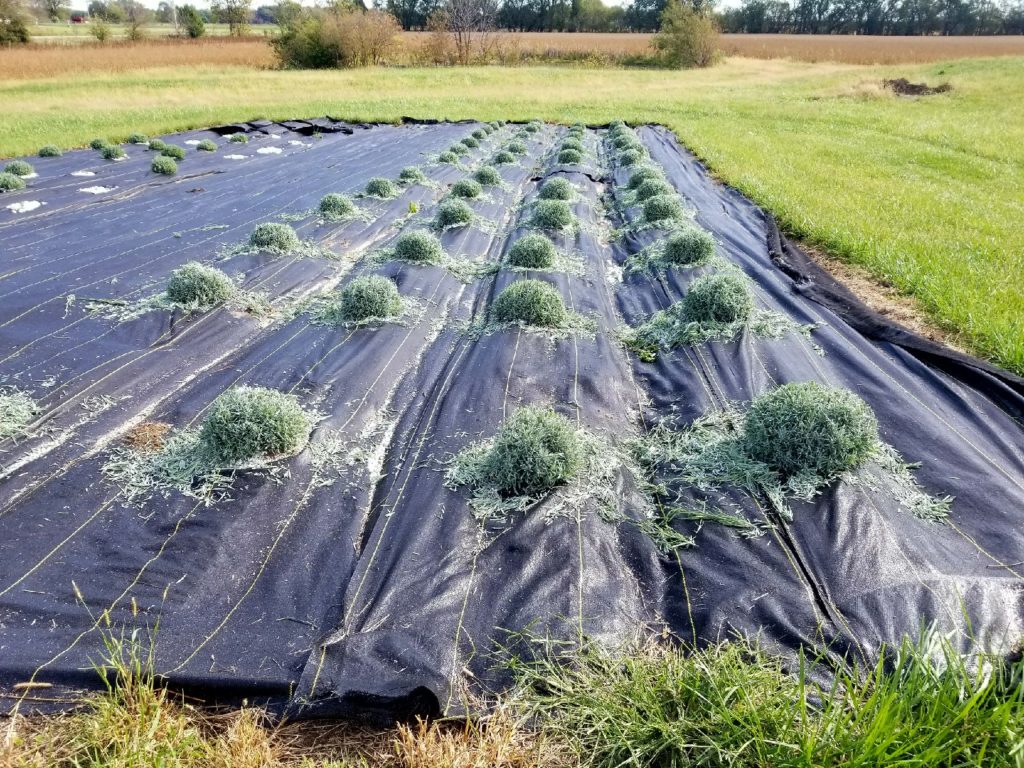 Tenderloin Farms Lavender all pruned Tenderloin Farms