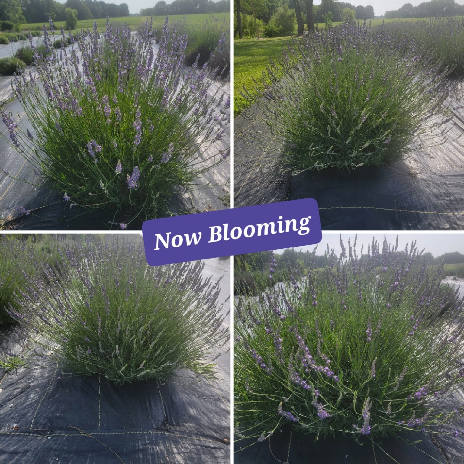 Lavender Long Stem in Bloom Tenderloin Farms